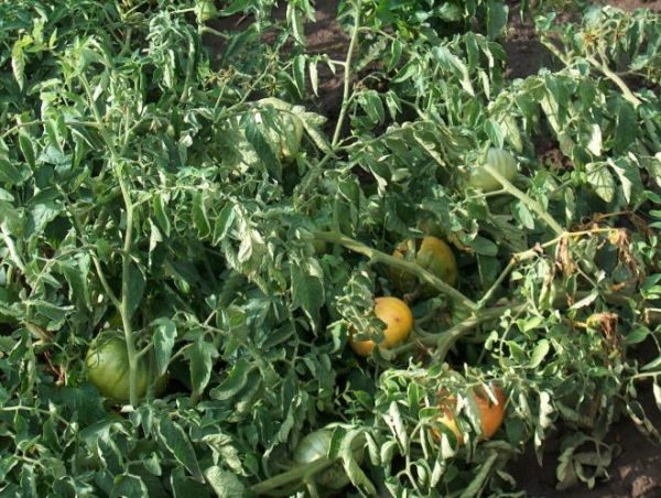  Afin d'éviter les maladies des tomates, les plants de tomates Torbay doivent traiter les fongicides à temps.