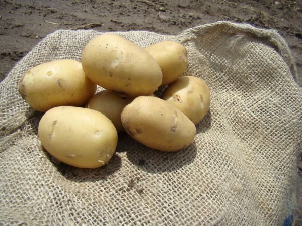 Naïade de pommes de terre