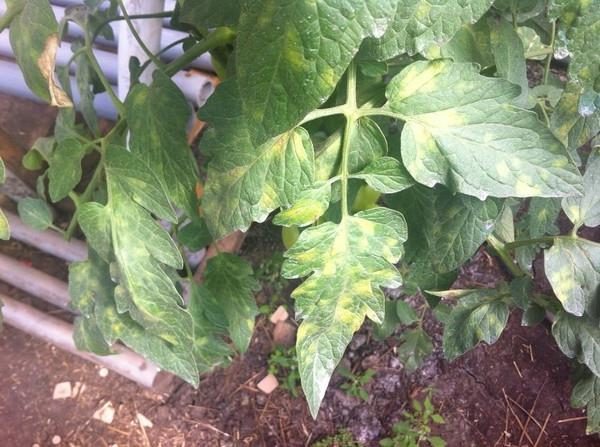  Signes de cladosporiose sur tomate