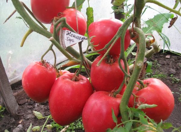  Variétés de tomates Konigsberg