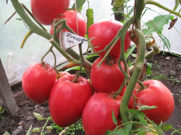  Variétés de tomates Konigsberg