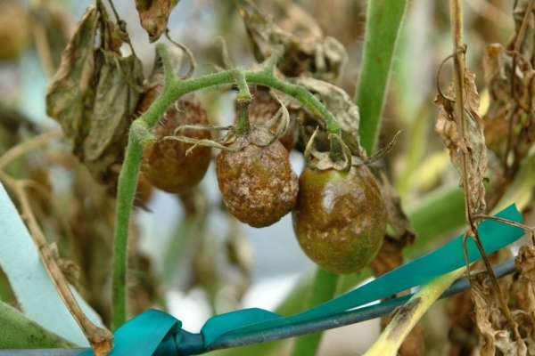  Mildiou sur les tomates