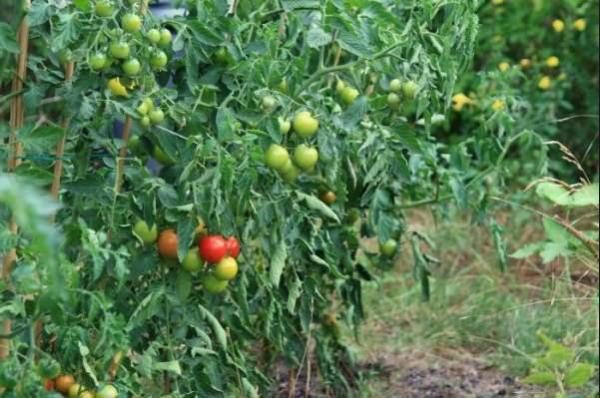  Tomates sans mise en scène