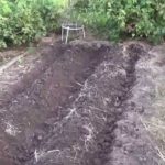  Planter des pommes de terre dans les crêtes