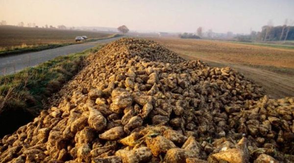  Stockage après récolte