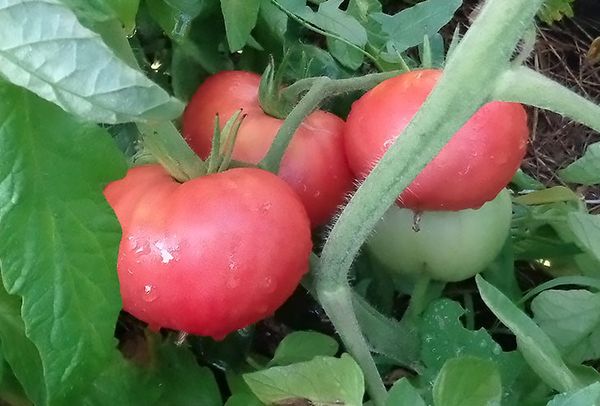  Tomate rose géant