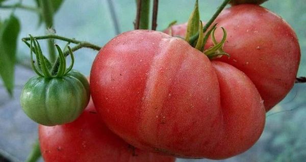  Le poids moyen des fruits d'une catégorie est 300-600 grammes