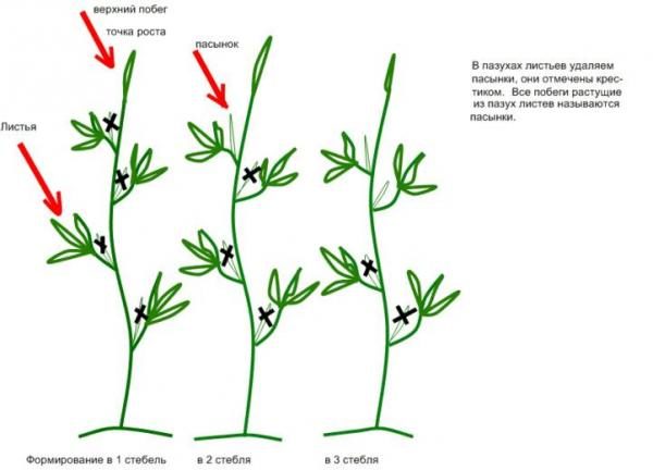  Schémas de formation de buisson de tomates