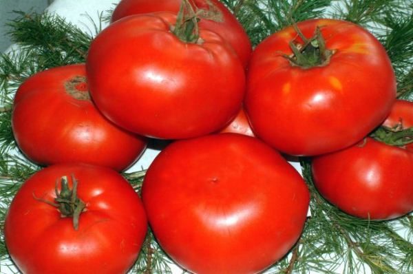  Kuban Nouveauté Tomate