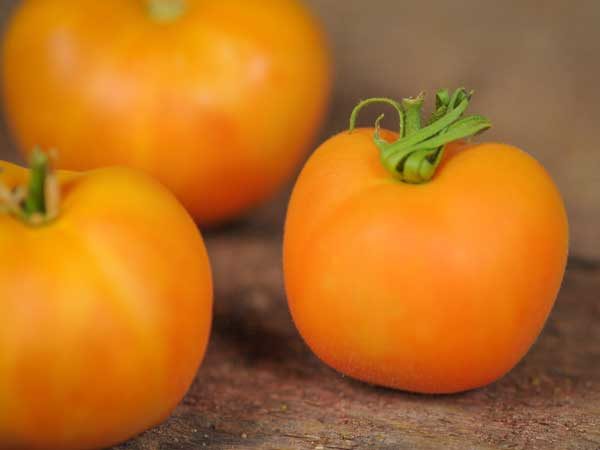  Variété hybride de pêche à la tomate