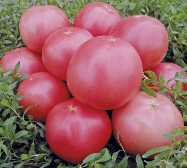  Tomate Rose Bush