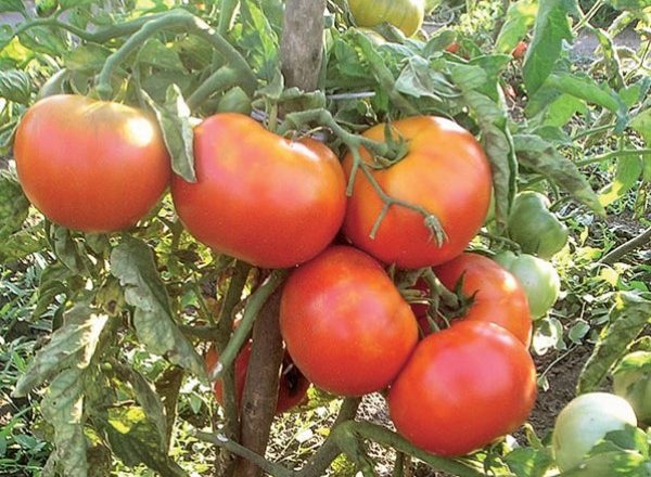  Variété de tomate Riddle