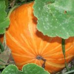  Variétés de citrouilles arbustives