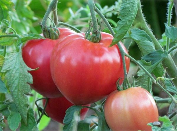  Variété de tomate Abakansky Pink