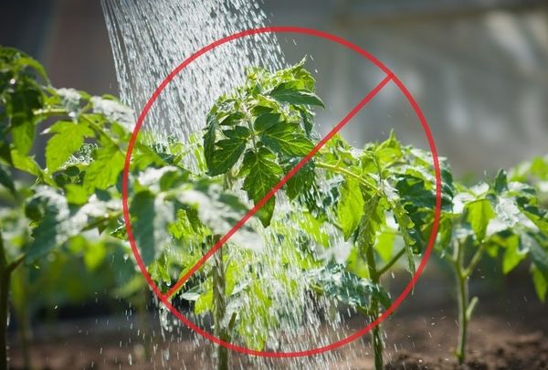  Lors de l'arrosage, l'eau ne doit pas tomber sur les tiges ou les feuilles