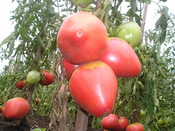  Alsou variété tomates
