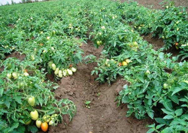  Lors de la culture de tomates sur le territoire de Krasnodar, il convient de tenir compte de l'emplacement du site
