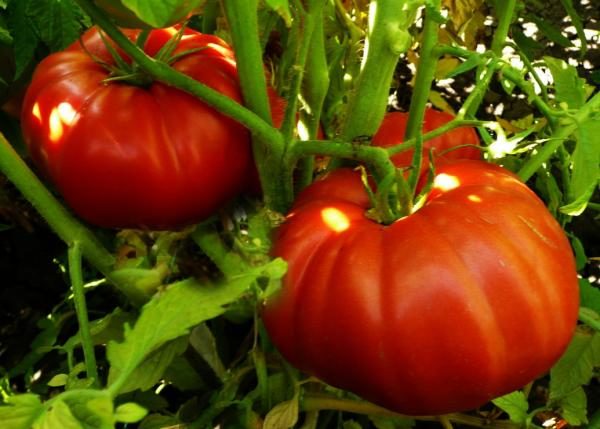  Le marché de la tomate miracle est recommandé pour la plantation en plein champ, donc les régions du sud de la Russie conviennent à cette variété