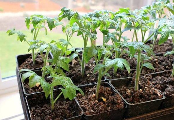  Pour la plantation de tomates Betta dans le sol convient aux semis de 30 jours