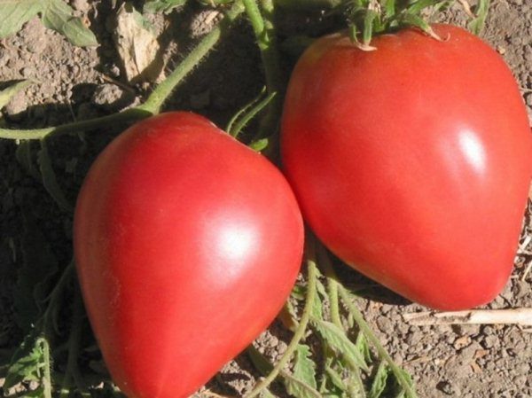  Variété déterminante de tomate Big Mommy