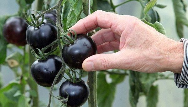  Variétés de tomates noires