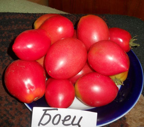  Variété de tomate Le combattant a des fruits pesant 80-180 grammes