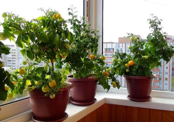  Faire pousser une tomate cerise sur le rebord de la fenêtre