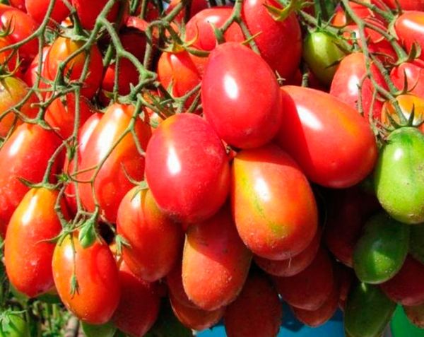  Les fruits de Chio Chio San peuvent mûrir même après la récolte.
