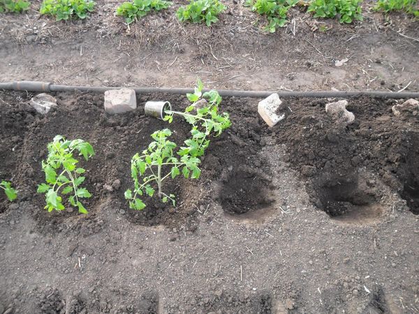  Les plants de tomates sont plantés dans le sol vers la mi-mai.