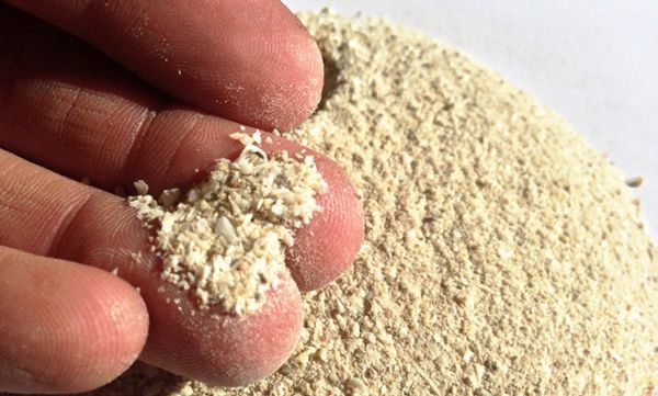  Pour prévenir les infections, il est recommandé d’ajouter de la farine d’os au sol.