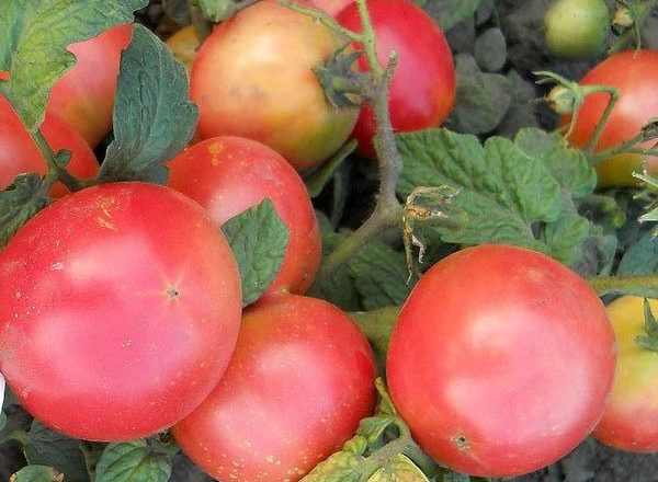  Variété de tomate Demidov