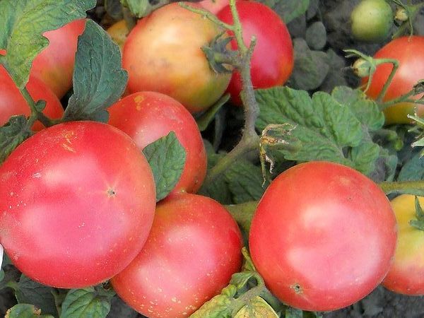  Variété de tomate Demidov