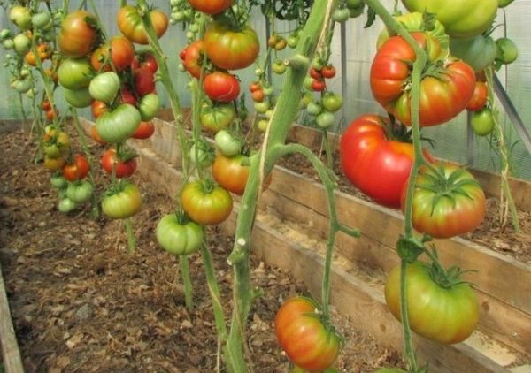  Tomate Variété Rose Sauvage