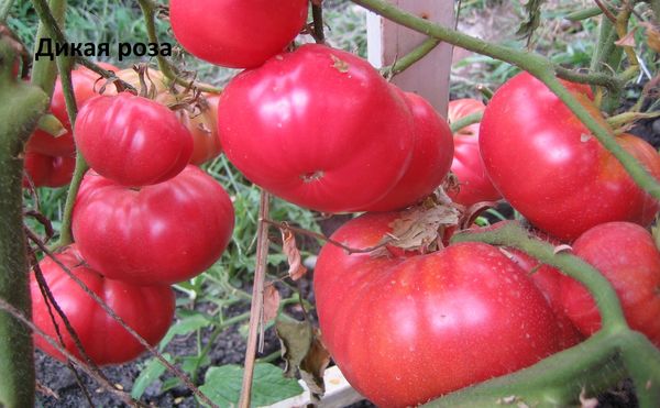  La maturation se produit de manière inégale - fruits mûrs se cassent, les verts mûrissent