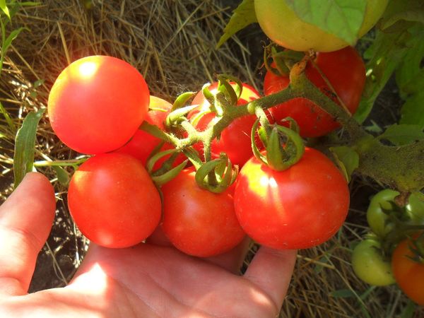  Description et caractéristiques de la tomate Perseus