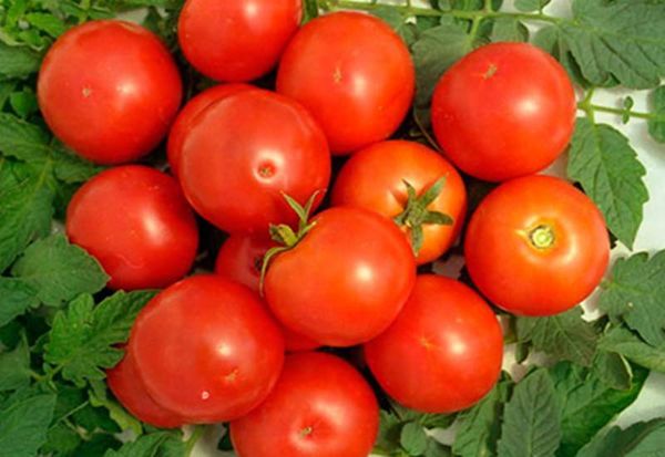  Description et caractéristiques de la tomate Yamal