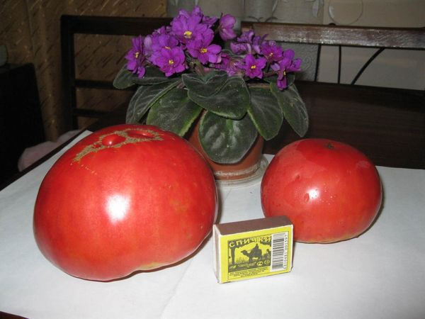  Avantages et inconvénients de la tomate