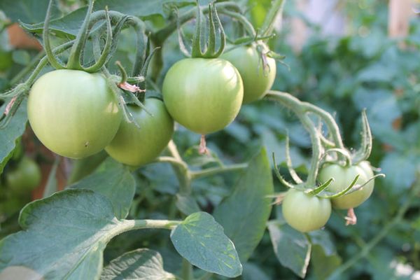  Tomate Evpator produit une grosse récolte que dans les conditions de la technologie agricole