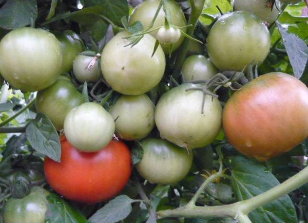  Tomate de la variété Ultra Early