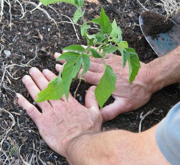  Lors de la plantation dans le sol, la distance entre les plants doit être d’au moins 50 cm.