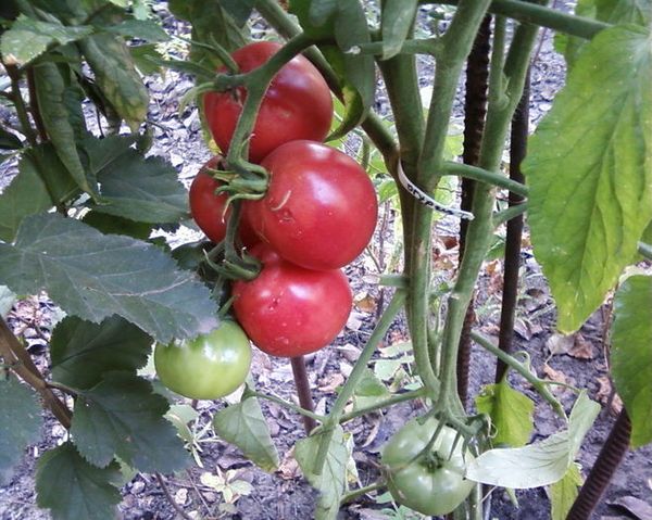  Description et caractéristiques de la tomate Fatima