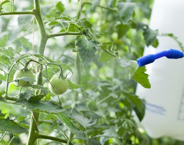  Fongicide pour la transformation des tomates en saison de croissance