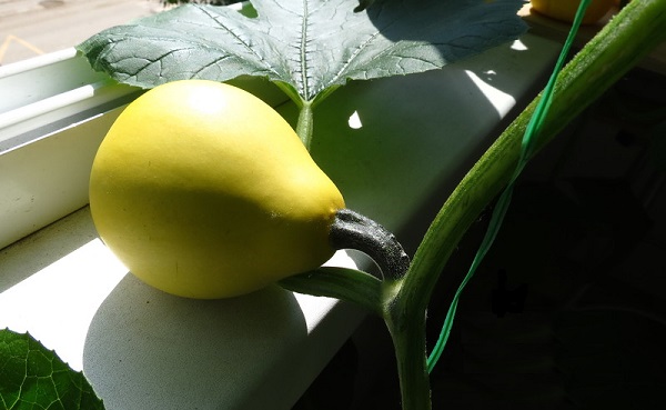  Citrouille sur le balcon