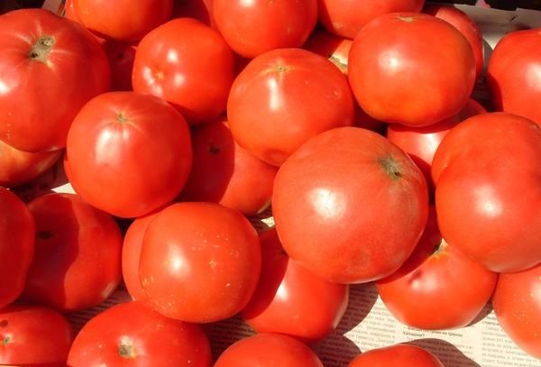  Tomate Persée