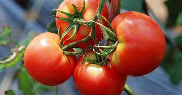  Amour tomate