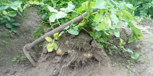  Lors de la plantation dans les crêtes, l'oxygène va plus vite aux racines des pommes de terre