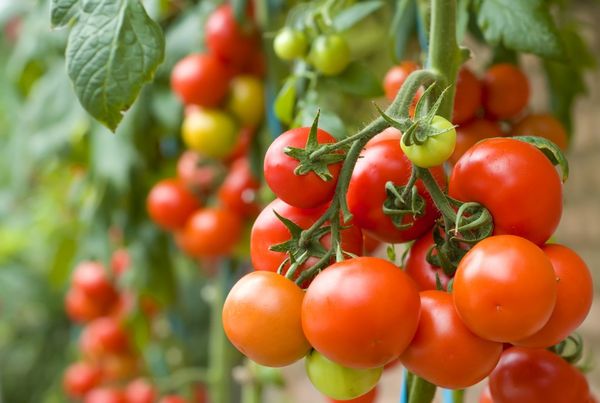  Planter et cultiver des tomates