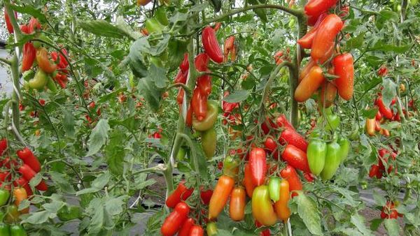  Pour un rendement élevé, Khokhloma doit croître dans une seule tige