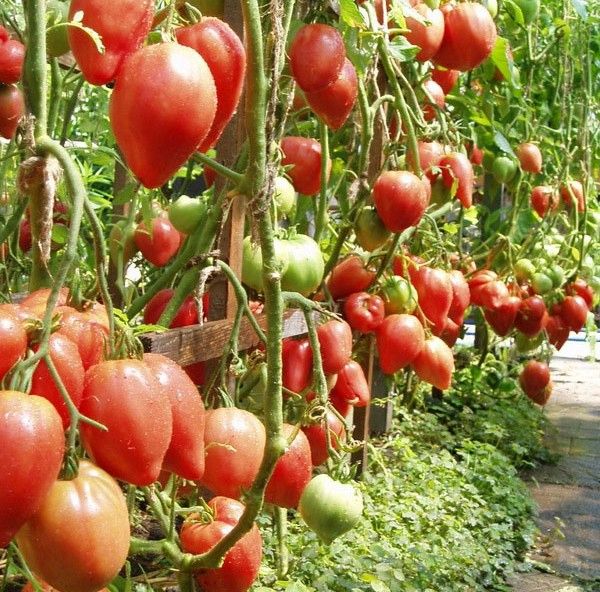  Les tomates sont très hautes et nécessitent une jarretière