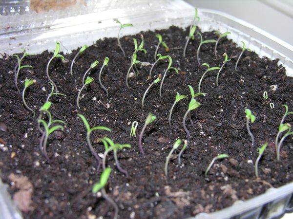  La plantation de semences pour les semis est possible dans un conteneur et dans des pots.